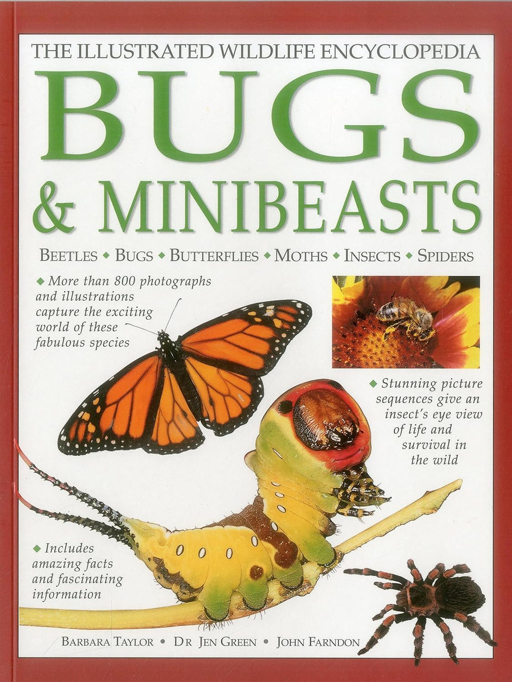 The Illustrated Wildlife Encyclopedia: Bugs & Minibeasts