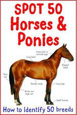 Spot 50: Horses & Ponies